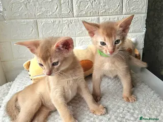 Abyssinian cats Abyssinian - Advert 12
