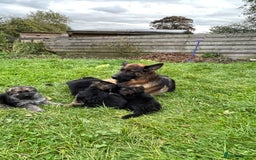 German Shepherd dogs for sale: Outstanding long coat German shepherd puppies  - Image 6