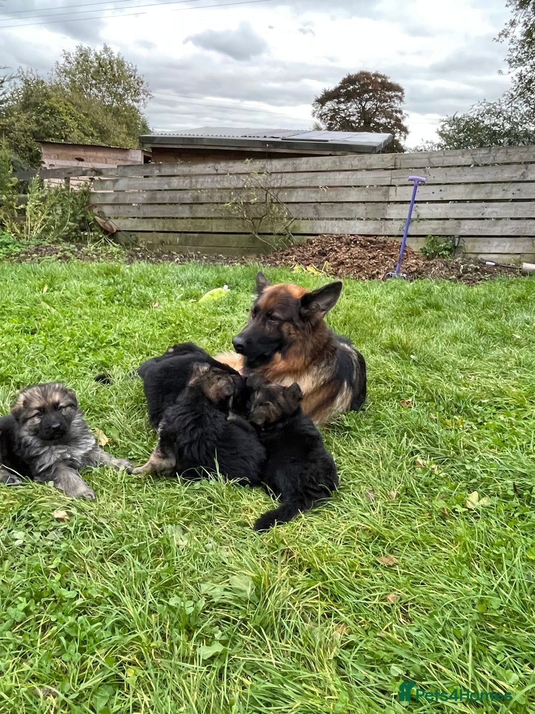 German Shepherd dogs for sale: Outstanding long coat German shepherd puppies  - Image 6