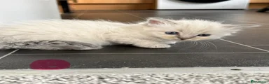 Ragdoll Kitten 2