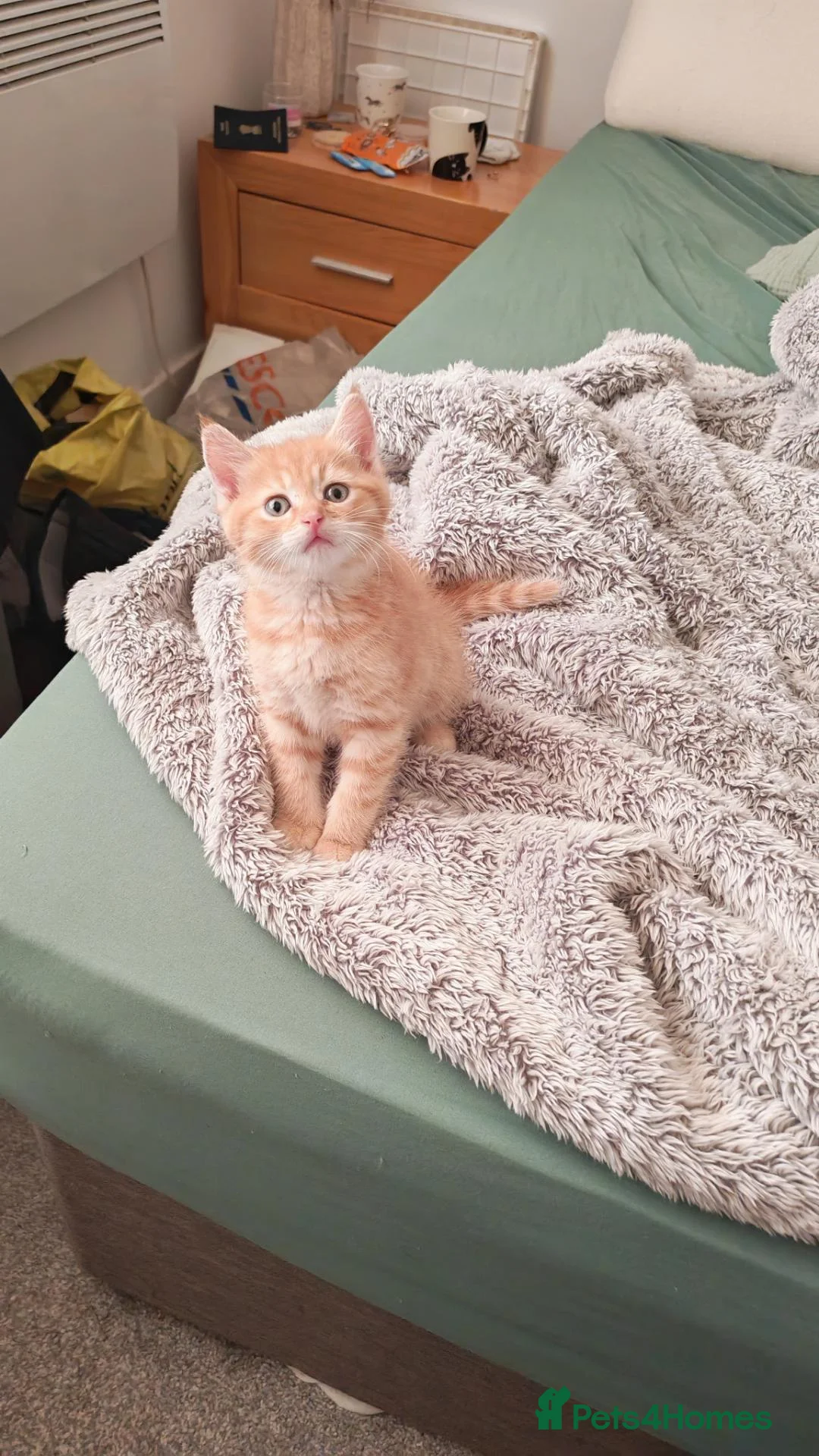 Mixed Breed cats for sale: Cute ginger kitten left - Advert 1