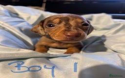 Dachshund dogs for sale: Beautiful miniature dachshunds  - Image 1