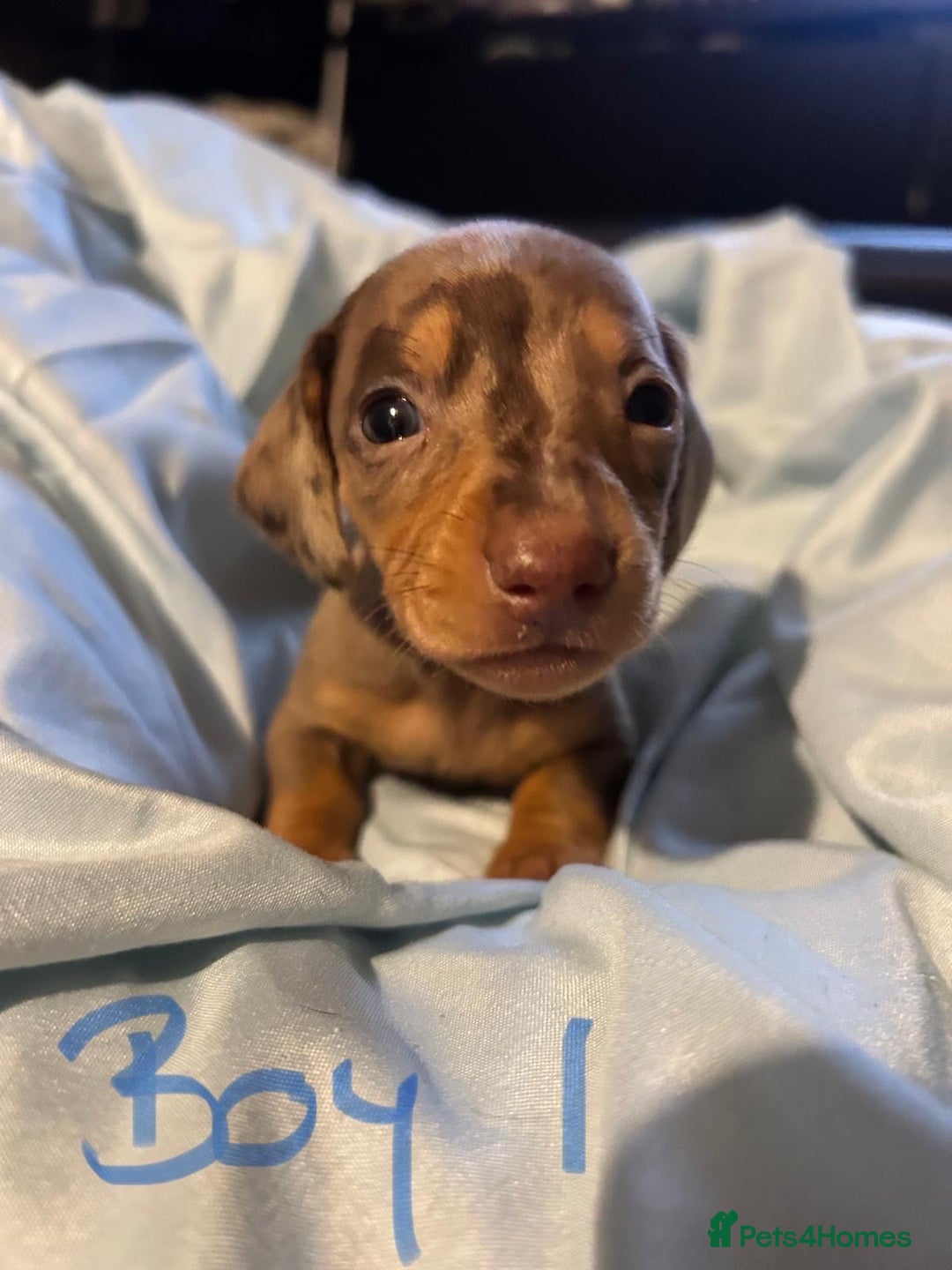 Dachshund dogs for sale: Beautiful miniature dachshunds  - Image 1