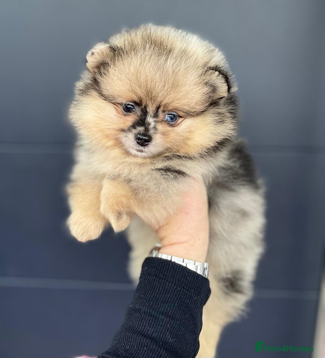 Pomeranian dogs for stud: 💜🧡Lilac & tan KC stud Benji champions in line  in Guildford - Image 18