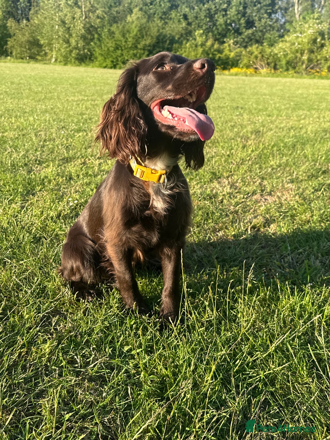 Cockapoo dogs for sale: Cockapoo Puppies Looking For Their Forever Homes💕 - Advert 10