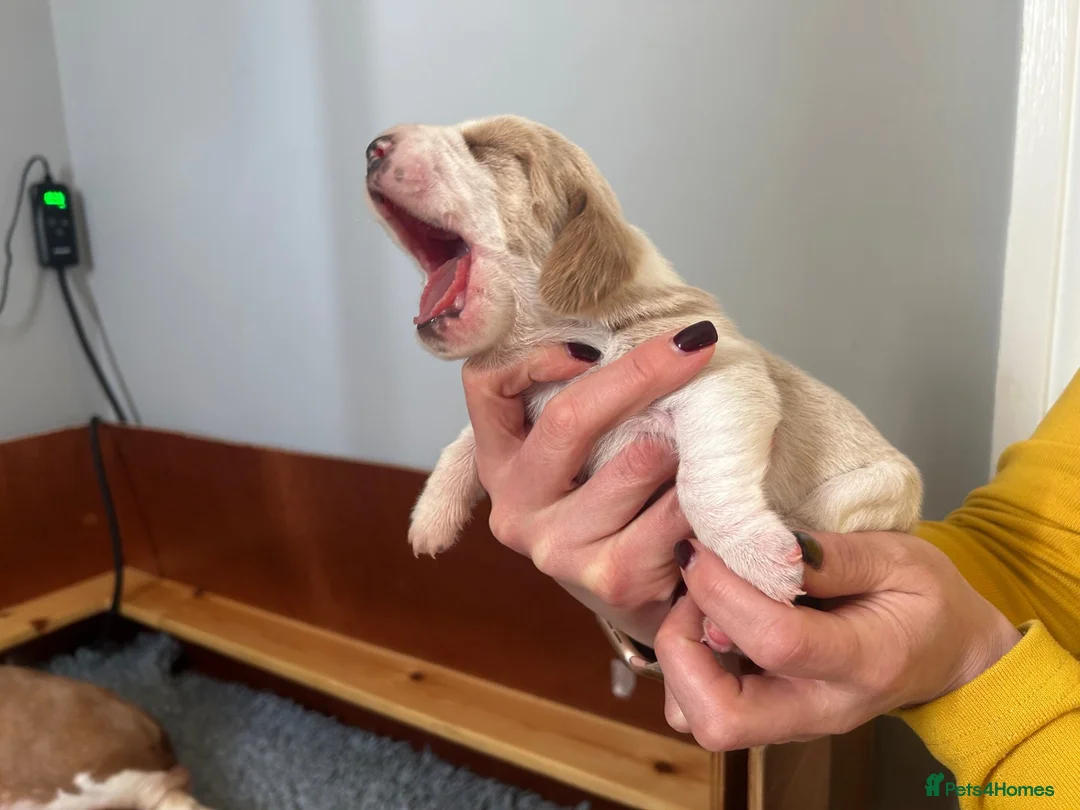 Basset Hound dogs for sale: KC Registered Basset Hound Puppy - Red & White Boy - Advert 6