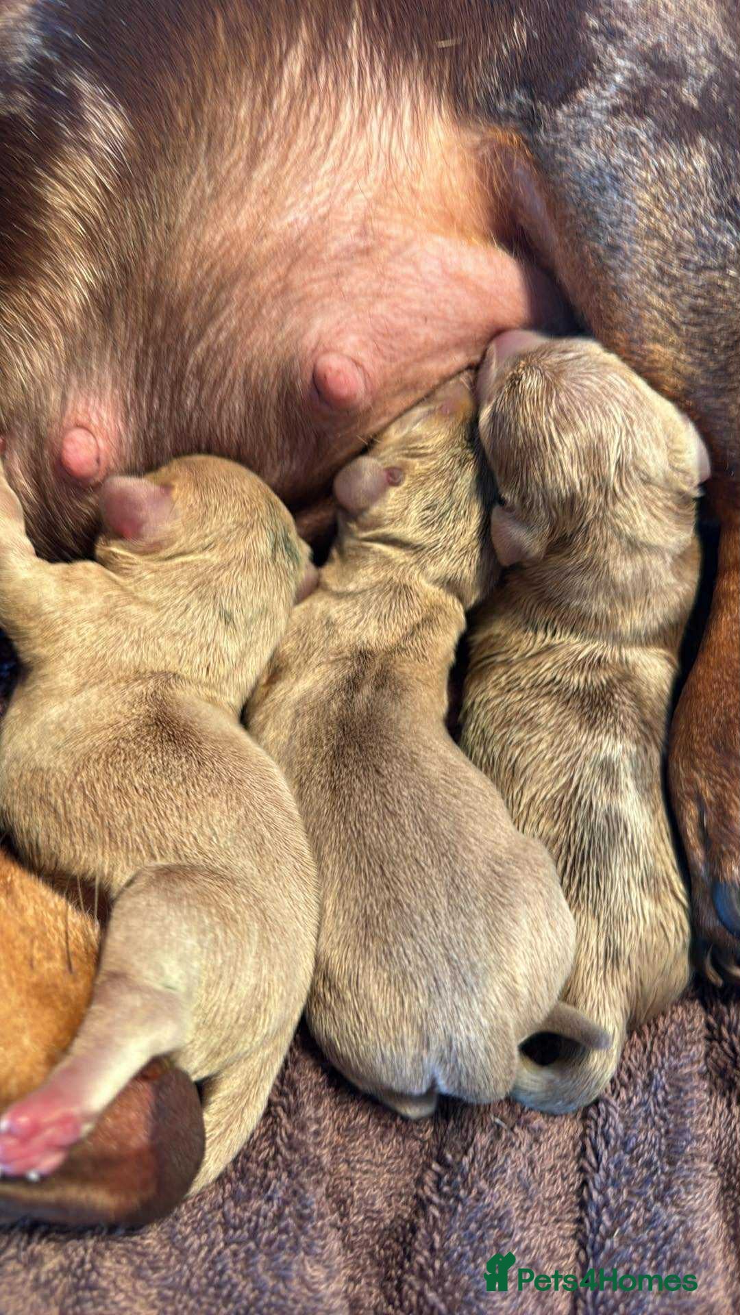 Miniature Dachshund dogs for sale: READY TO LEAVE Rainbow KC Reg Miniature Dachshunds - Image 16