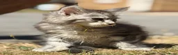 Maine Coon cats for sale: TICA reg mainecoon kittens - Advert 19