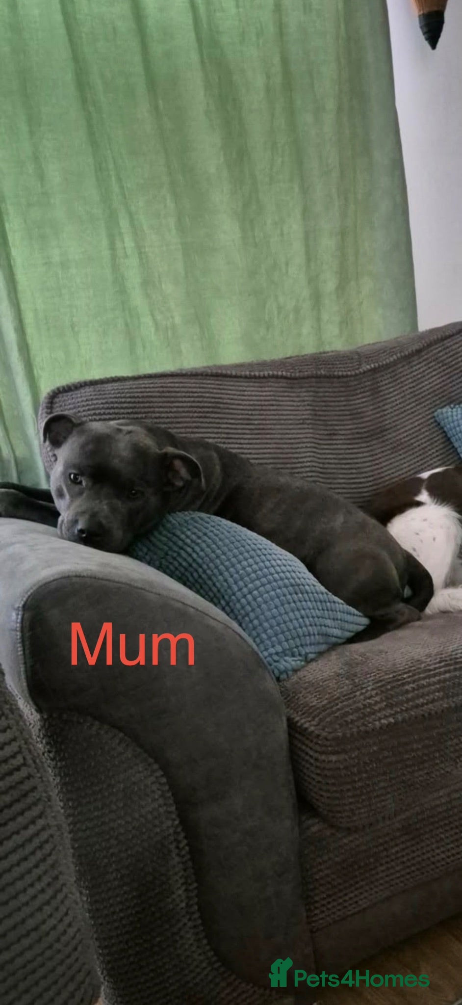 Staffordshire Bull Terrier dogs Beautiful KC Staffordshire Bull Terrier Puppies ❤️ - Advert 2