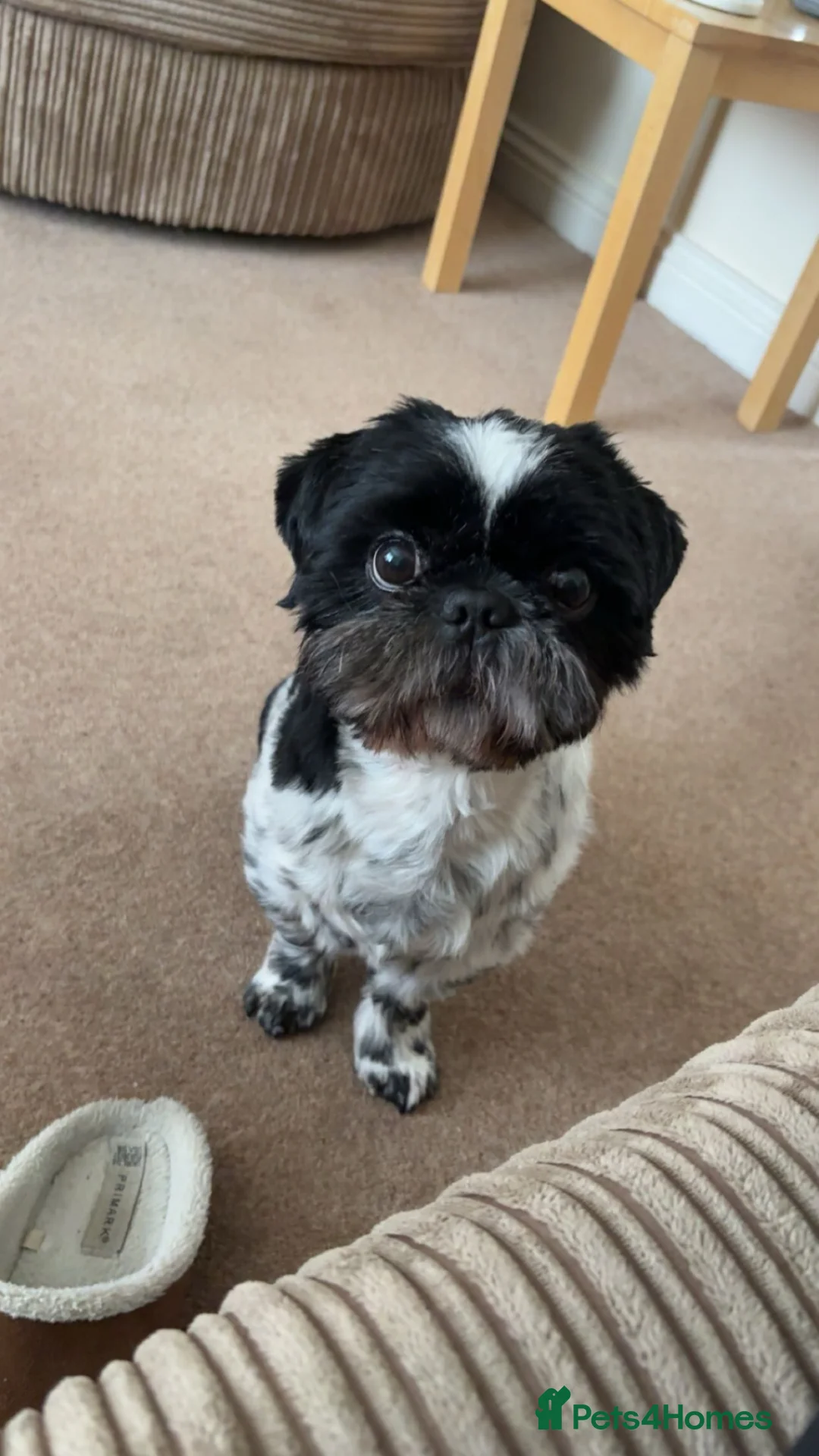 Shih Tzu dogs for stud: Beau- up for stud  - Advert 2