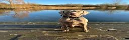 Weimaraner dogs for stud: Stunning, Healthy Stud - Advert 12