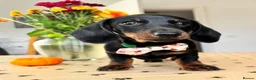 Miniature Dachshund dogs for sale: Ready to go Today!! Mini Dachshund Puppies 🐾  - Advert 1