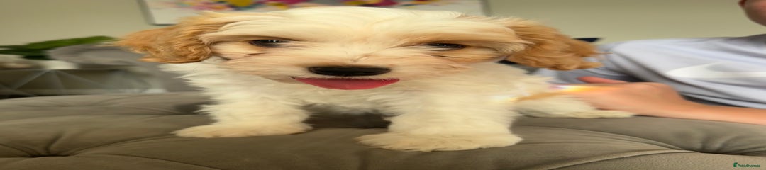 Cavapoo Girl 2
