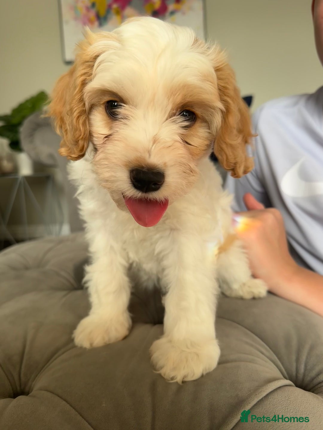 Cavapoo dogs for sale: Cavapoo puppies ready in 1 week! 2 girls left! in Brierley Hill - Image 4