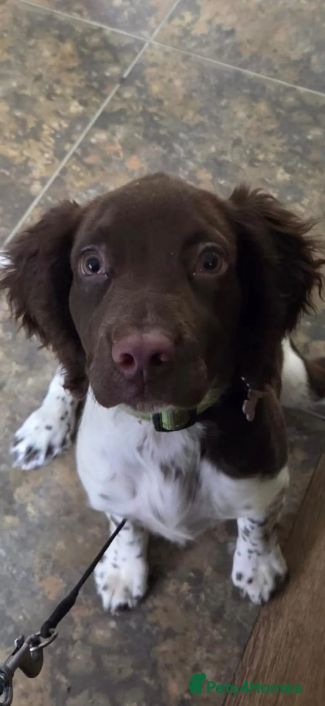English Springer Spaniel dogs for sale: Female puppy  - Advert 3