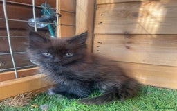 Maine Coon cats for sale: Big maine coon kittens  - Image 11