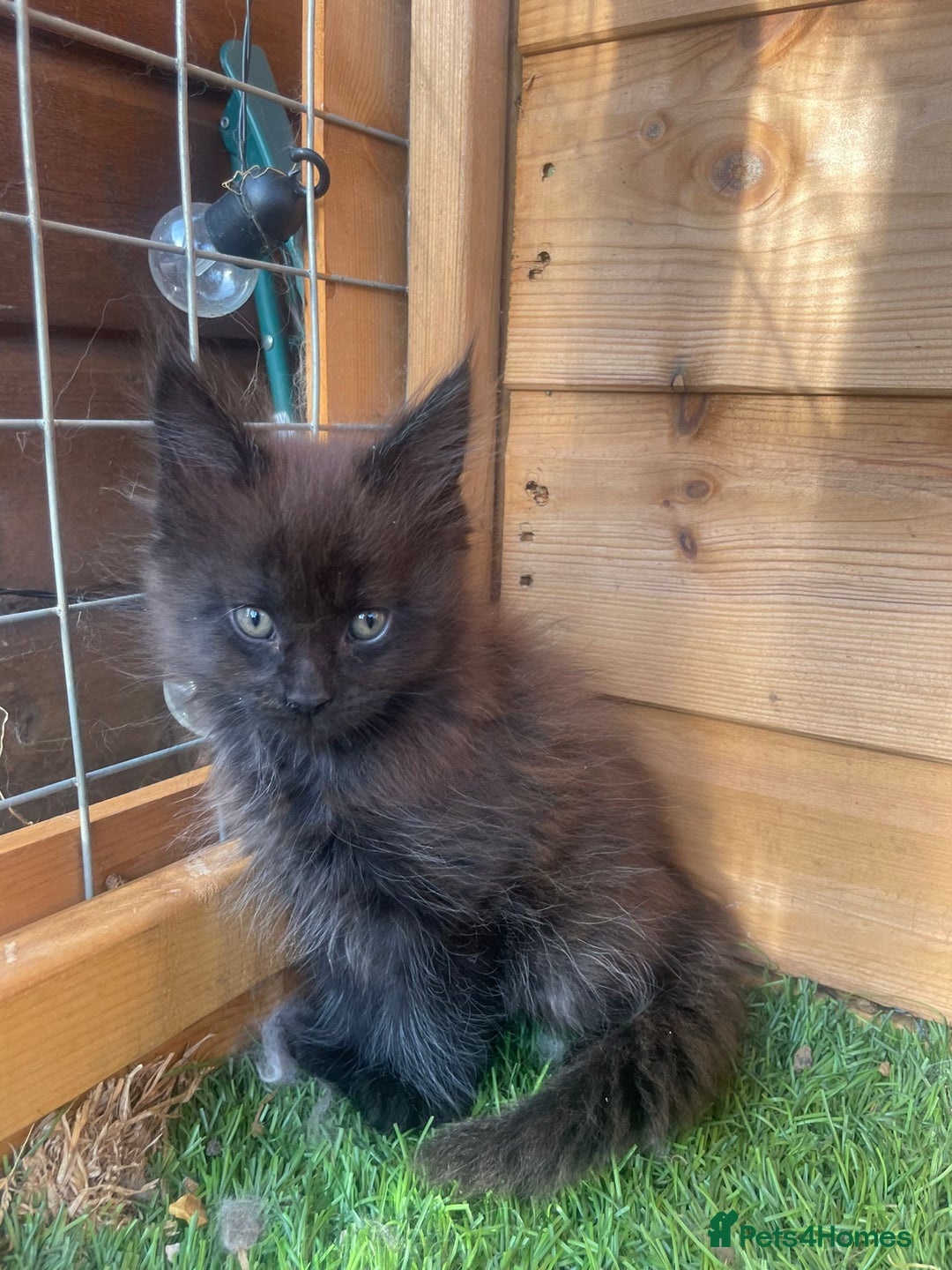 Maine Coon cats for sale: Big maine coon kittens  - Image 11