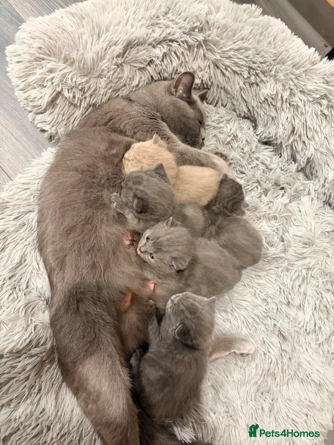British Shorthair cats for sale: British short hair kittens  - Advert 32