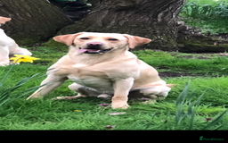 Labrador Retriever dogs for stud: Golden Lab for stud in Norfolk in Norwich - Image 8