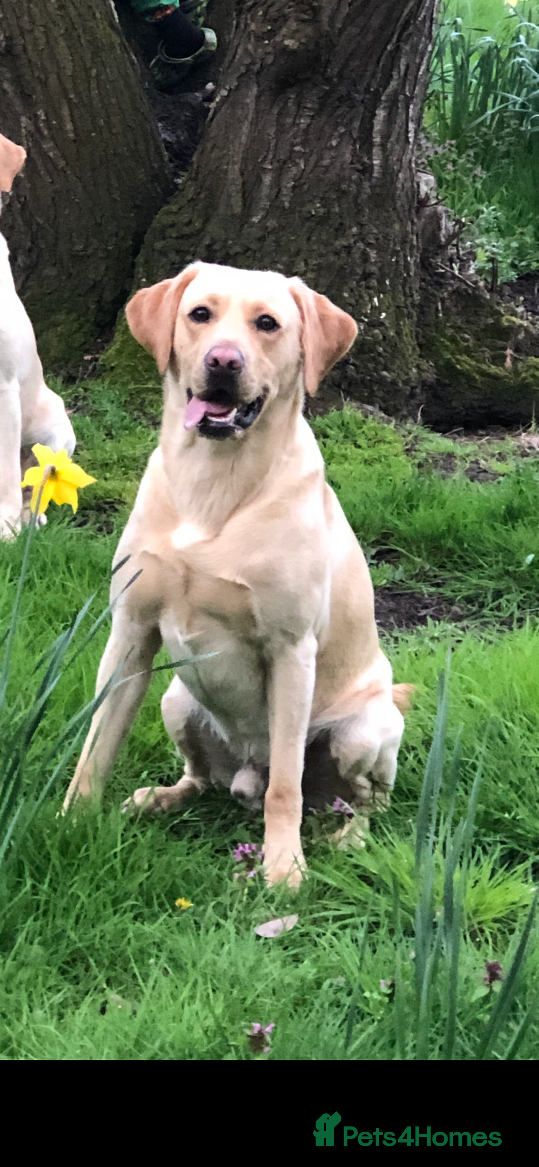 Labrador Retriever dogs for stud: Golden Lab for stud in Norfolk in Norwich - Image 8