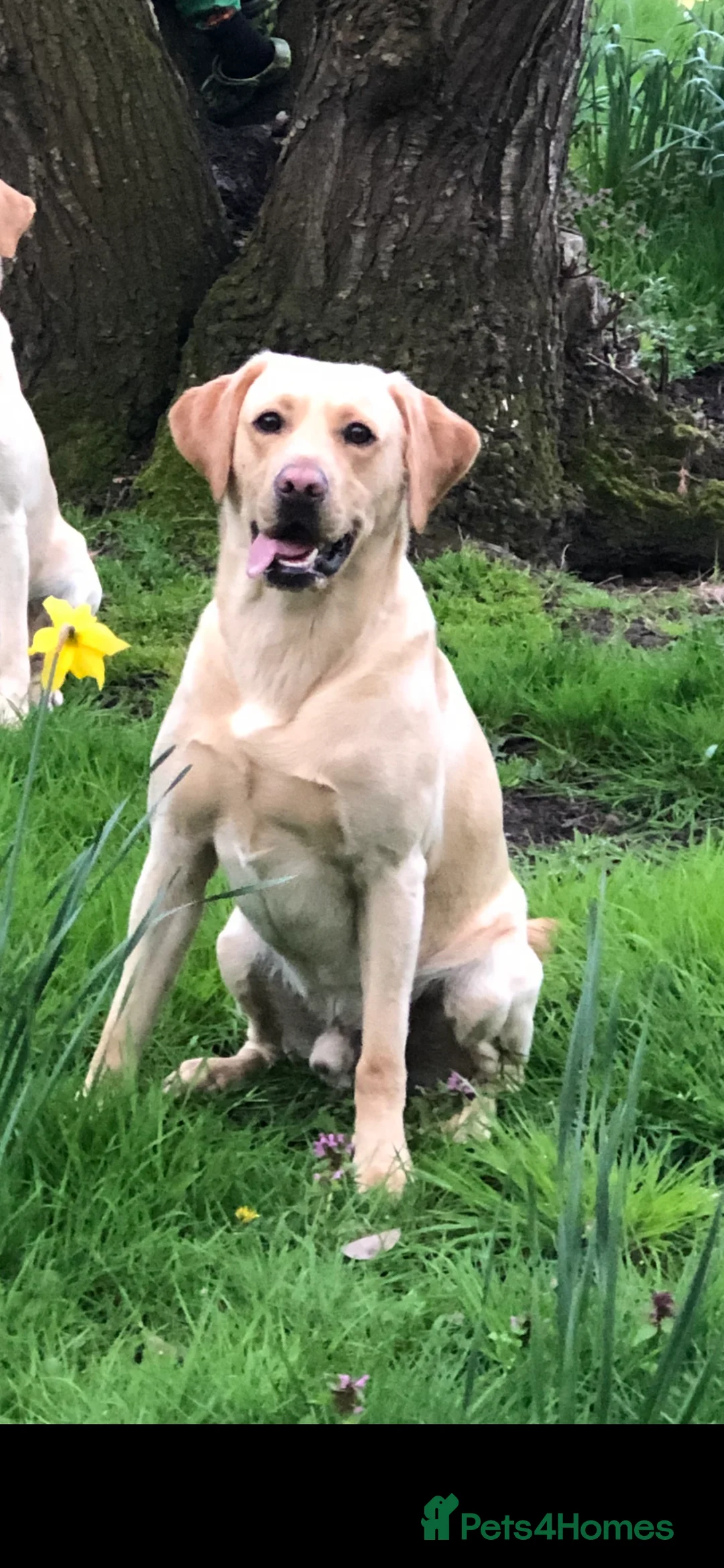 Labrador Retriever dogs for stud: Golden Lab for stud in Norfolk in Norwich - Advert 9
