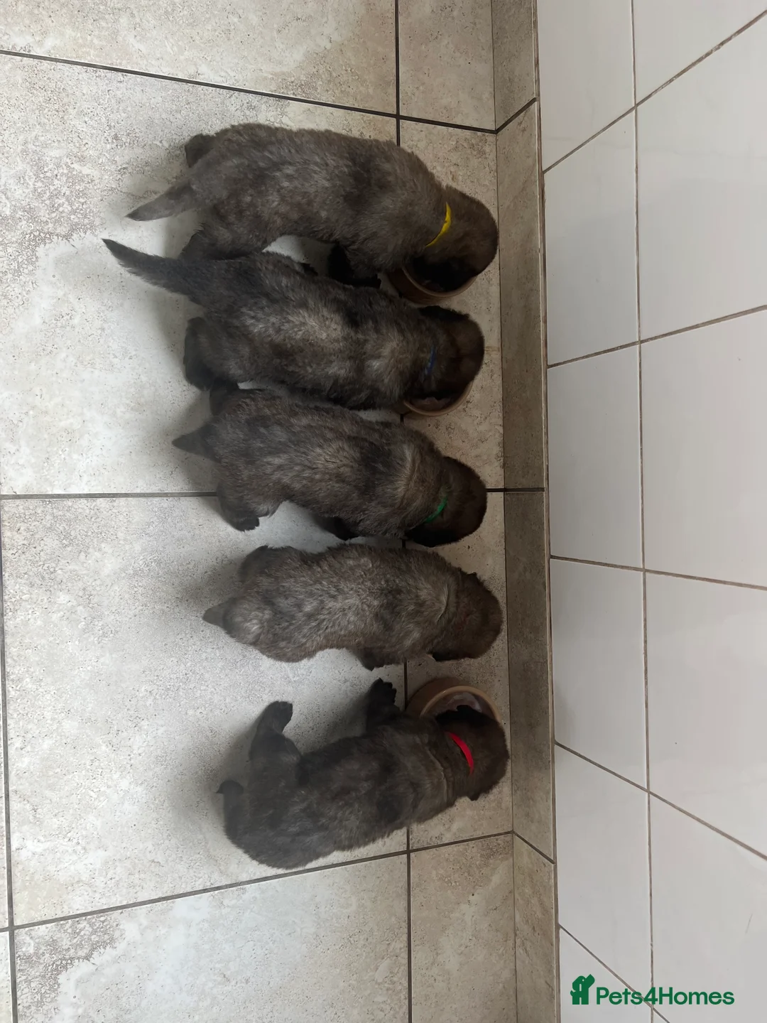 Leonberger dogs for sale: Leonberger Puppies For Sale  - Advert 2
