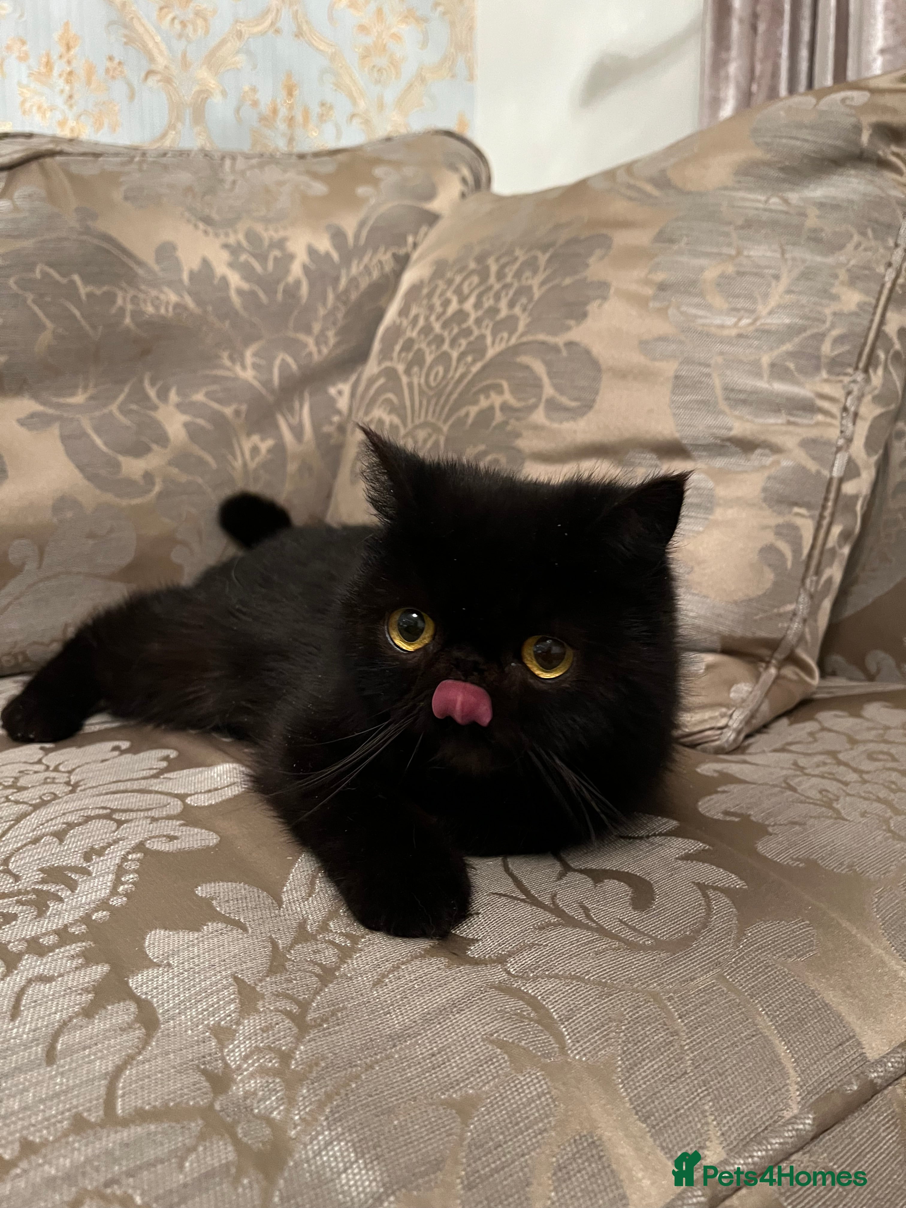 Exotic cats Stunning pedigree girl ready to go!  - Advert 2