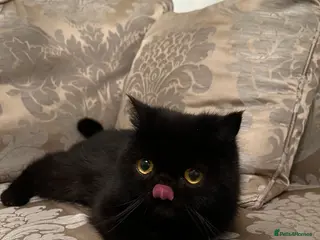 Exotic cats Stunning pedigree girl ready to go! - Advert 2