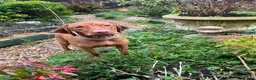 Hungarian Vizsla dogs for sale: KC Viszla needs rehoming 1 year 2 months - Advert 13
