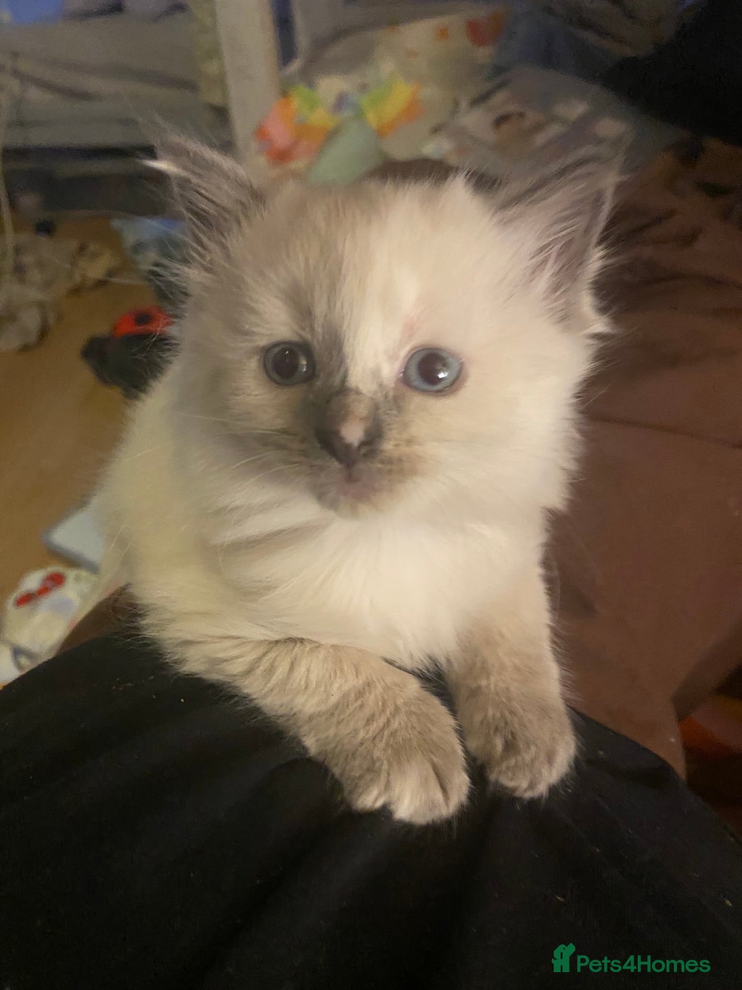 British Shorthair cats for sale: Kittens  - Image 10