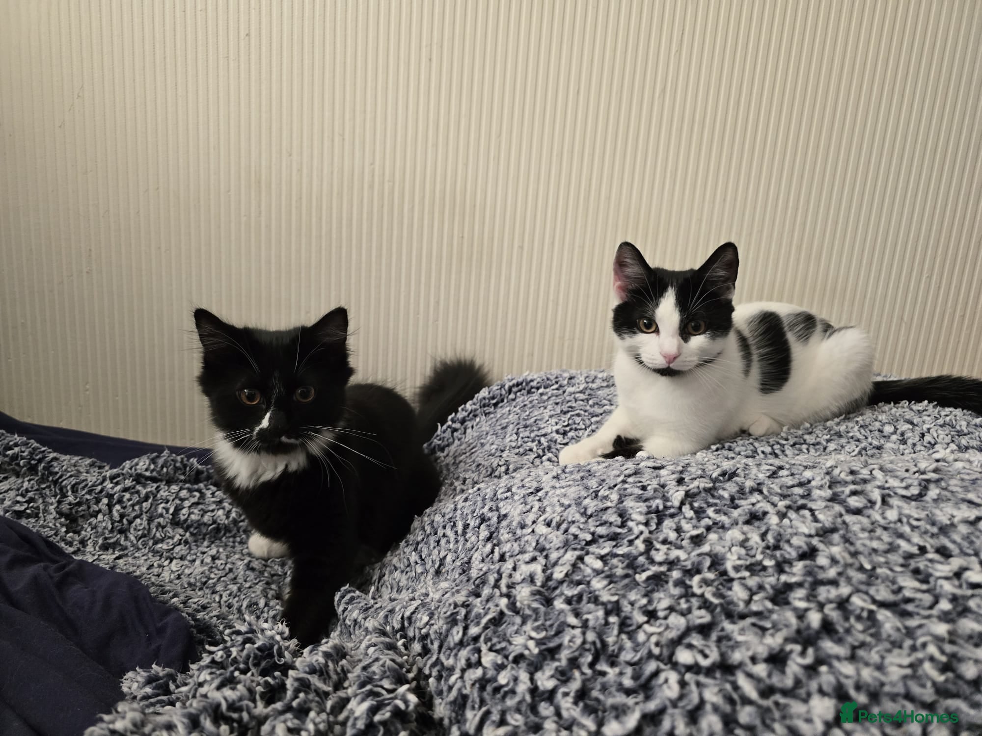 Turkish Angora cats Friendly kittens-male and female - Advert 2
