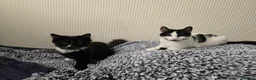 Turkish Angora cats for sale: Friendly kittens-male and female - Advert 1