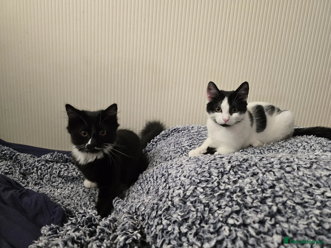 Turkish Angora cats for sale: Friendly kittens-male and female - Advert 1