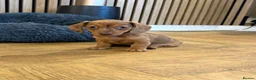 Miniature Dachshund dogs for sale: Last 3 pups!  - Advert 6