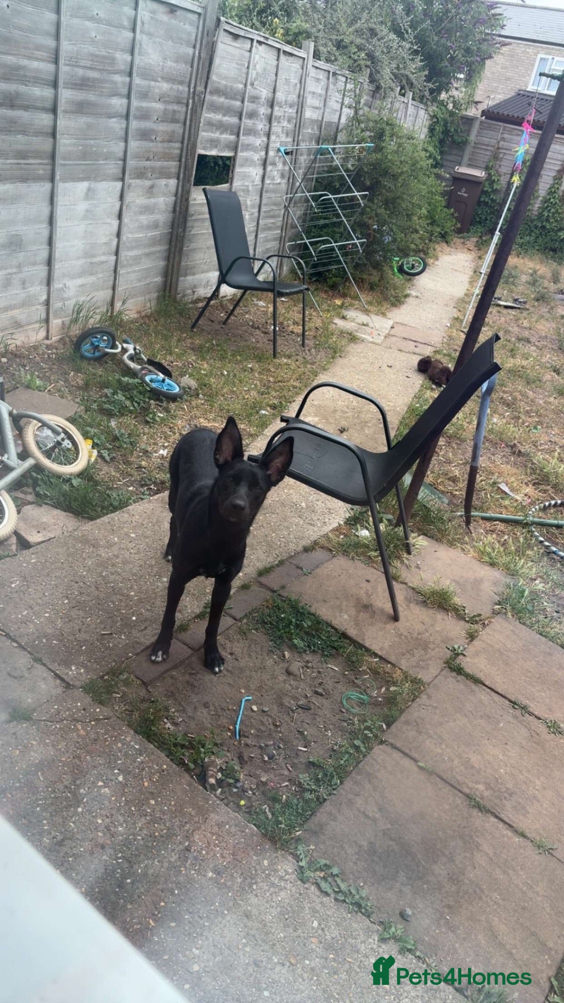 Mixed Breed dogs collie X kelpie  - Advert 1