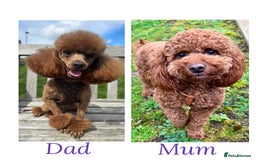 Toy Poodle dogs for sale: 6 Exquisite Red Toy Poodles. Parents DNA Clear - Image 15