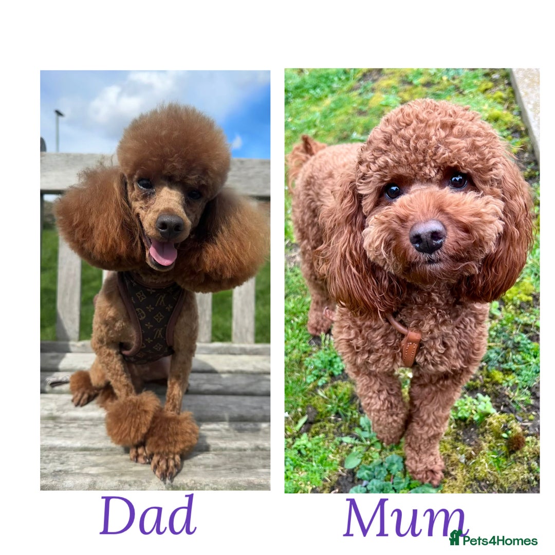 Toy Poodle dogs for sale: 6 Exquisite Red Toy Poodles. Parents DNA Clear - Image 15