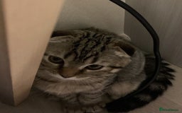 Scottish Fold cats for sale: Scottish fold male in Bedworth - Image 8