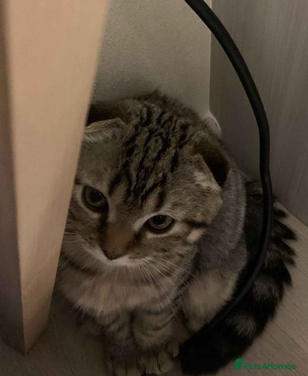 Scottish Fold cats for sale: Scottish fold male in Bedworth - Image 8