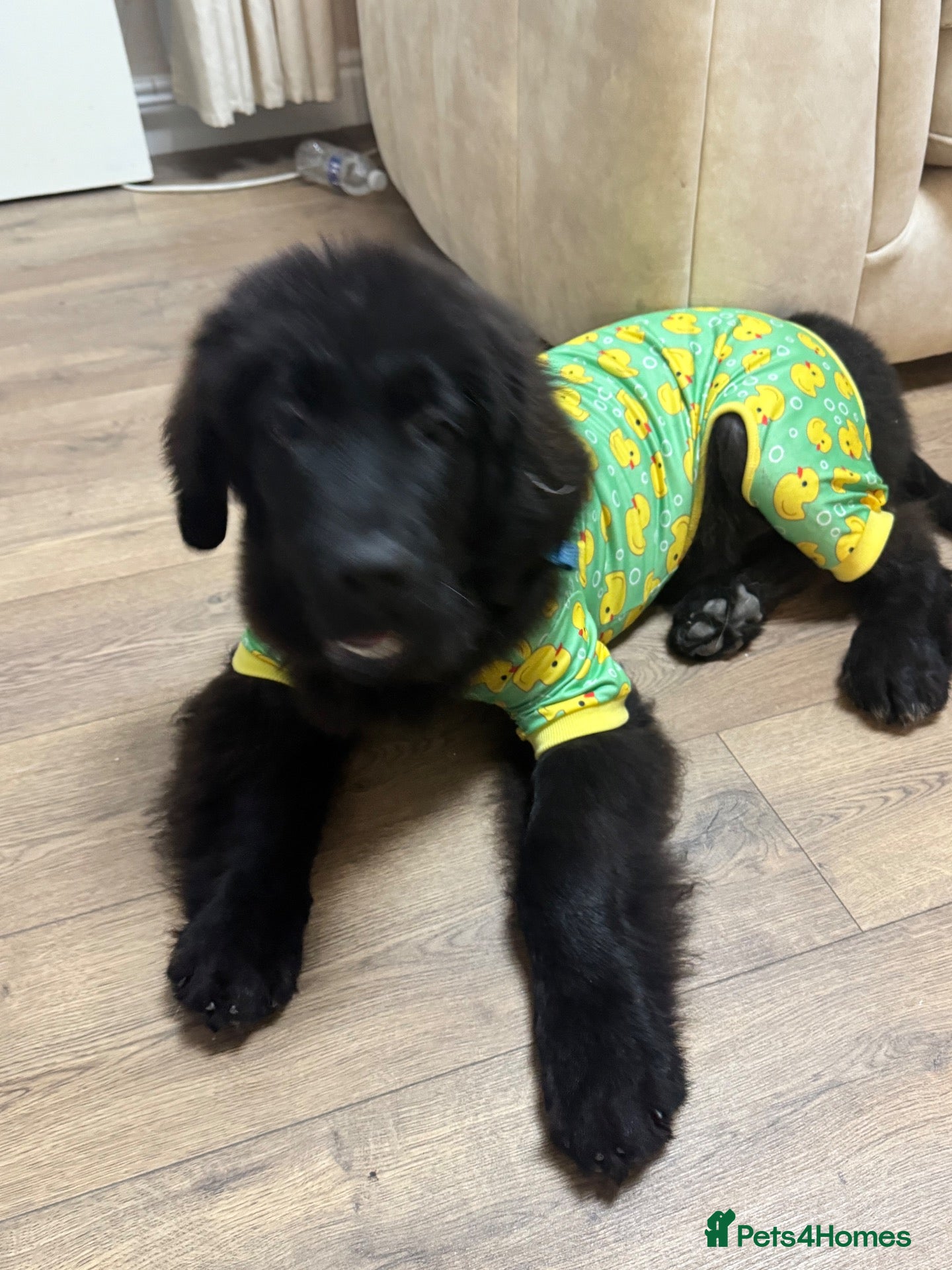 Newfoundland dogs 6 month old KC Newfoundland Pup  - Advert 5