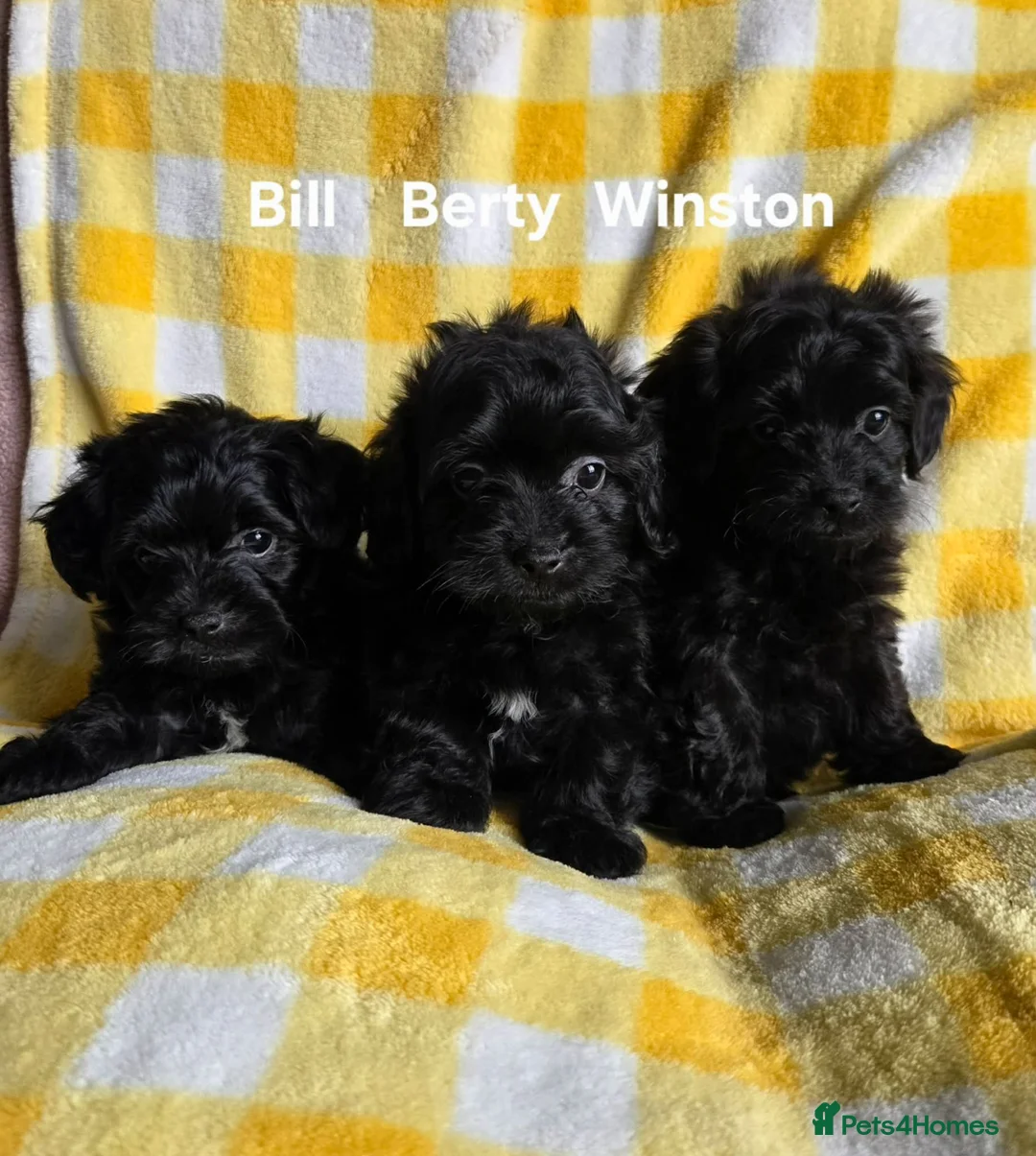 Yorkiepoo dogs for sale: 5 Adorable Tiny YORKSHIRE PEKAPOO Puppies - Advert 2