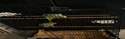 Parrots birds for sale: Two beautiful Indian ringneck  - Advert 5