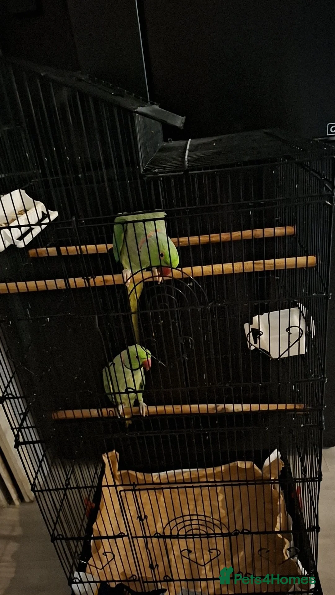 Parrots birds for sale: Two beautiful Indian ringneck  - Advert 5
