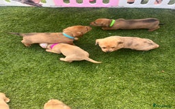 Mixed Breed dogs for sale: 7 beautiful jackshund puppies for sale - Image 34