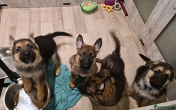 German Shepherd dogs for sale: Adorable 8-Week-Old German shepherd - Image 2