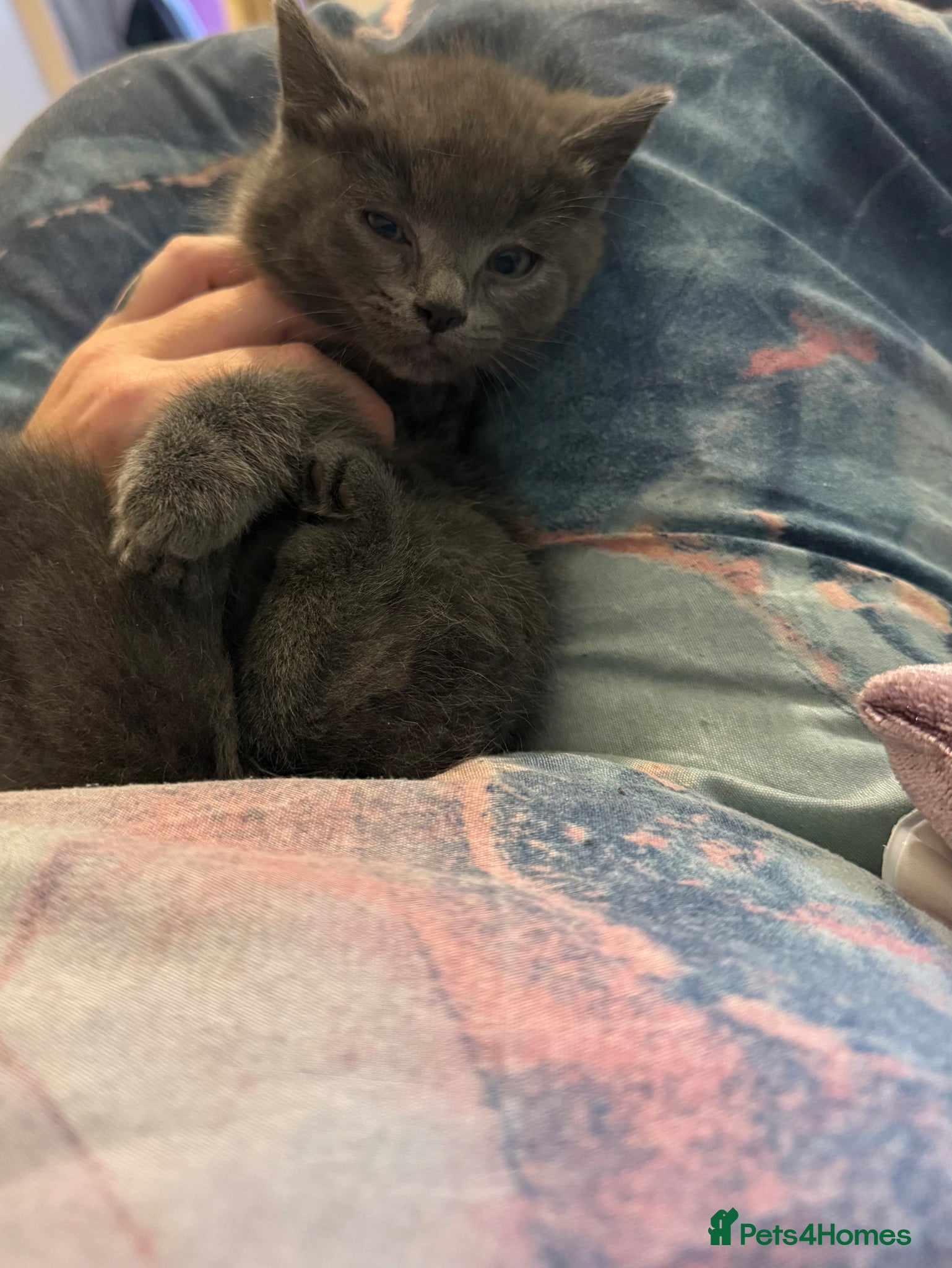 Mixed Breed cats Beautiful kittens - Advert 2