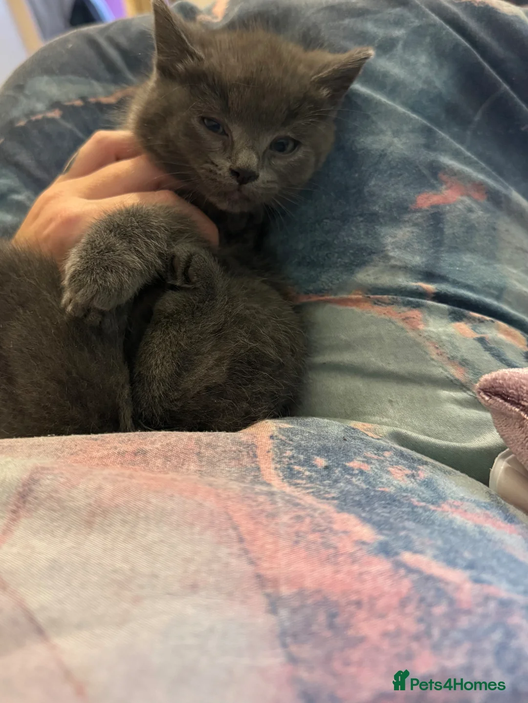 Mixed Breed cats for sale: Beautiful kittens - Advert 1