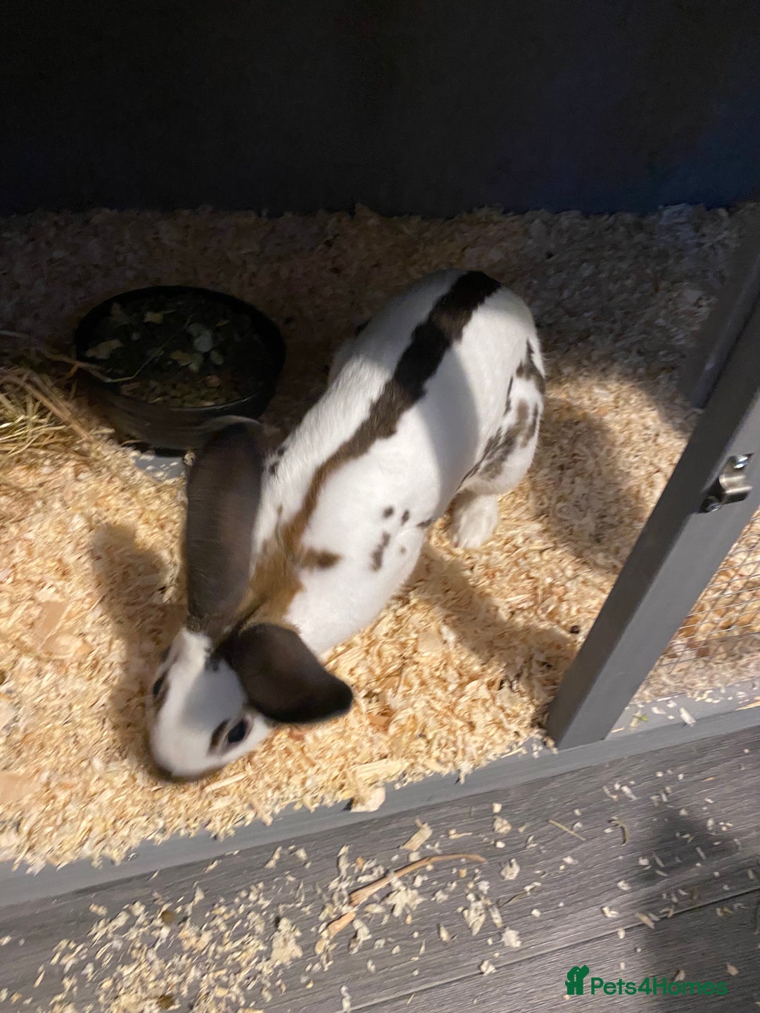 English rabbits for sale: Male  - Advert 3