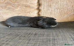 Guinea Pig rodents for sale: 1 male teddy boar available  - Image 6