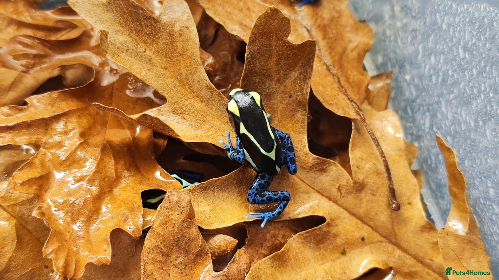 Frog reptiles Dendrobates tinctorius powder blue dart frog - Advert 1